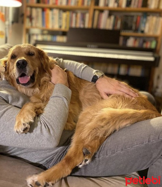 Golden Retriever, Köpek  Daisy fotoğrafı