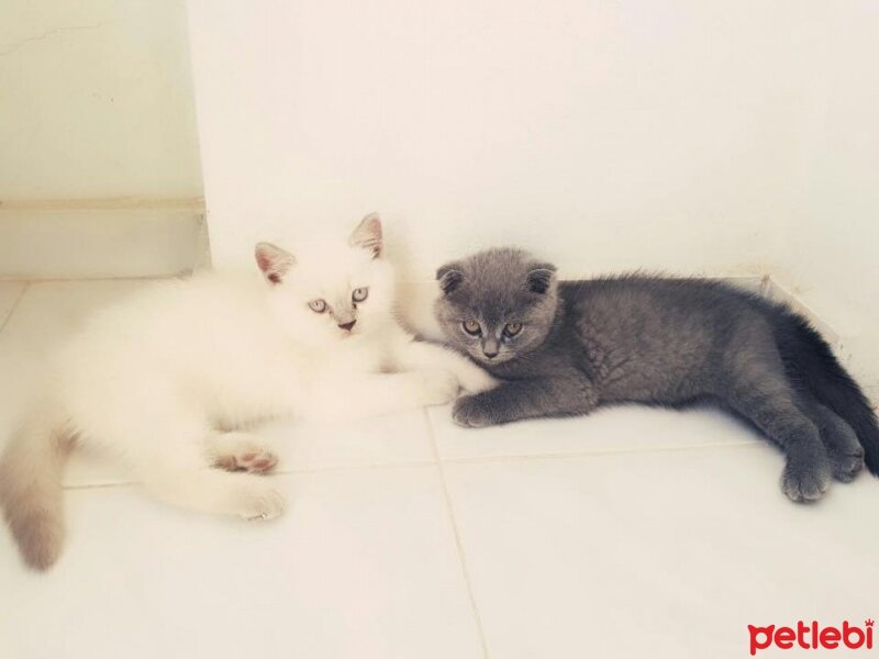 British Shorthair, Kedi  ismi koyulmadı fotoğrafı