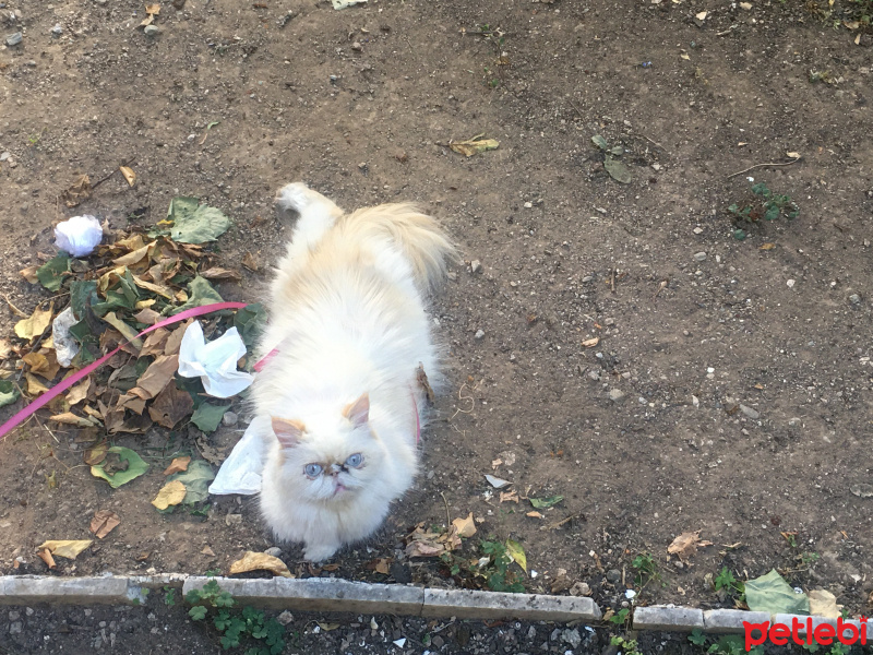 Himalayan, Kedi  Prenses fotoğrafı