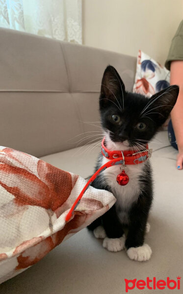 Tuxedo (Smokin) Kedi, Kedi  Piko fotoğrafı