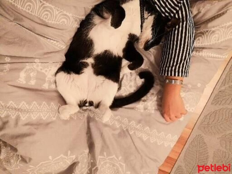 Tuxedo (Smokin) Kedi, Kedi  Piko fotoğrafı