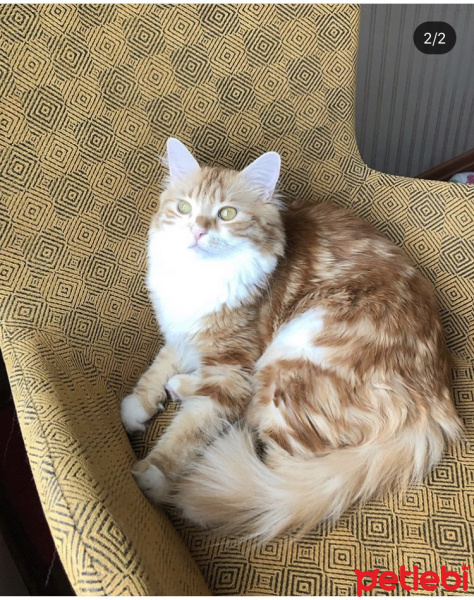 Norwegian Forest, Kedi  Limon fotoğrafı