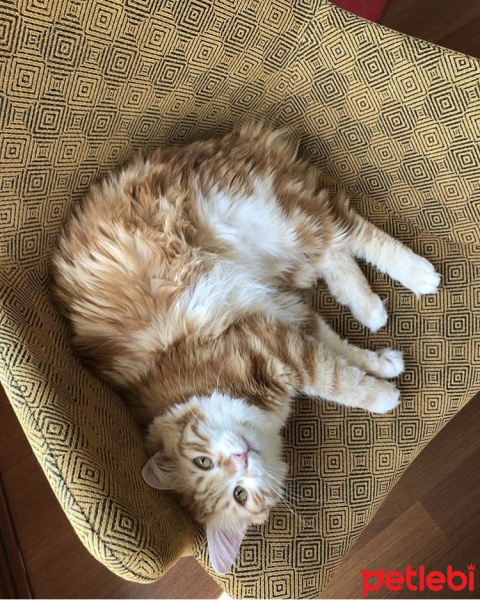 Norwegian Forest, Kedi  Limon fotoğrafı