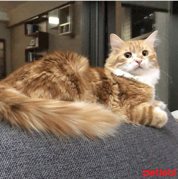 Norwegian Forest, Kedi  Limon fotoğrafı