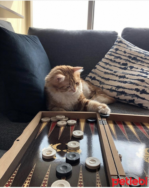 Norwegian Forest, Kedi  Limon fotoğrafı