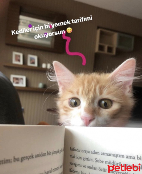 Norwegian Forest, Kedi  Limon fotoğrafı