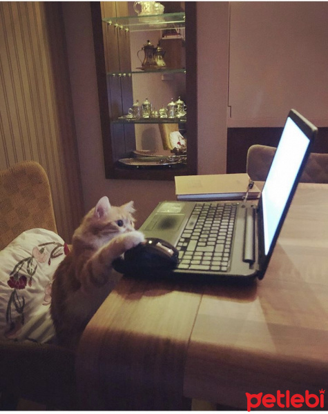 Norwegian Forest, Kedi  Limon fotoğrafı