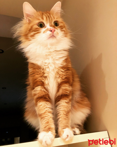 Norwegian Forest, Kedi  Limon fotoğrafı