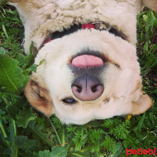 Sokö (Sokak Köpeği), Köpek  Tatlım fotoğrafı