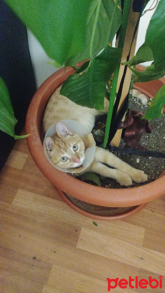 Sarman, Kedi  Bella fotoğrafı