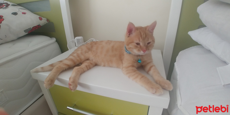 Sarman, Kedi  Bella fotoğrafı