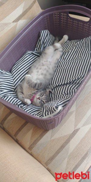 Sarman, Kedi  Bella fotoğrafı
