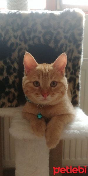 Sarman, Kedi  Bella fotoğrafı