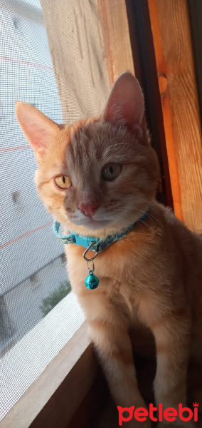 Sarman, Kedi  Bella fotoğrafı