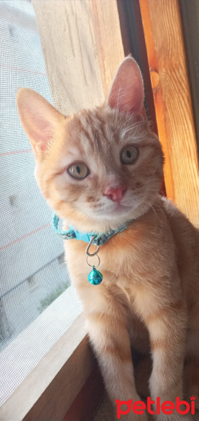 Sarman, Kedi  Bella fotoğrafı