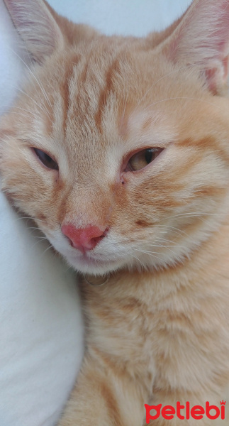 Sarman, Kedi  Bella fotoğrafı