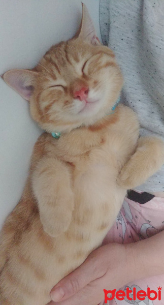 Sarman, Kedi  Bella fotoğrafı