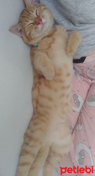 Sarman, Kedi  Bella fotoğrafı