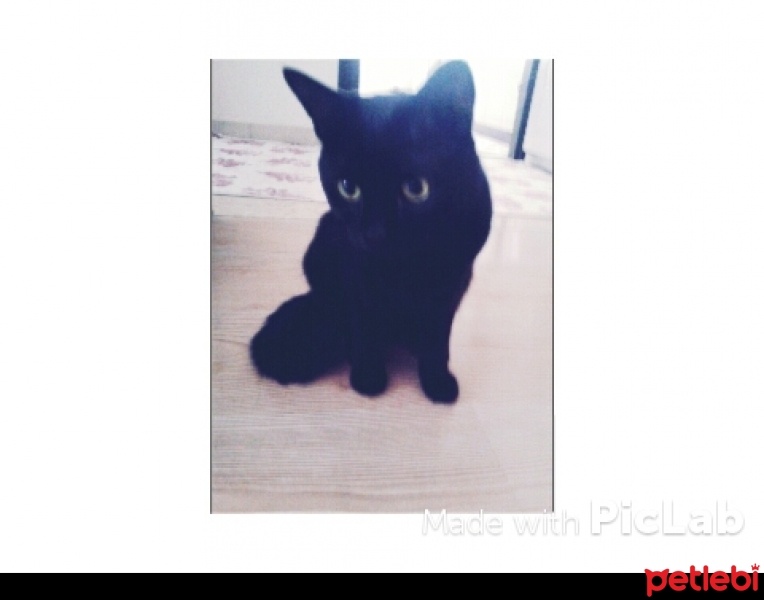 Tekir Kedi, Kedi  Döbis fotoğrafı