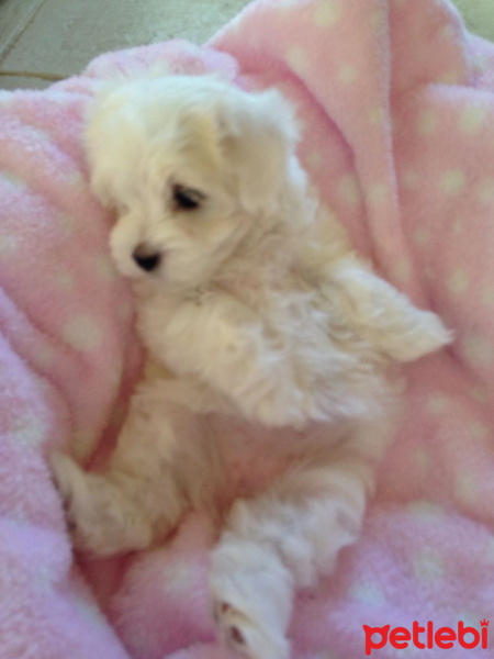 Maltese, Köpek  Tipsiz coo fotoğrafı
