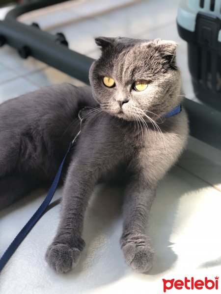 Scottish Fold, Kedi  Ruhi fotoğrafı