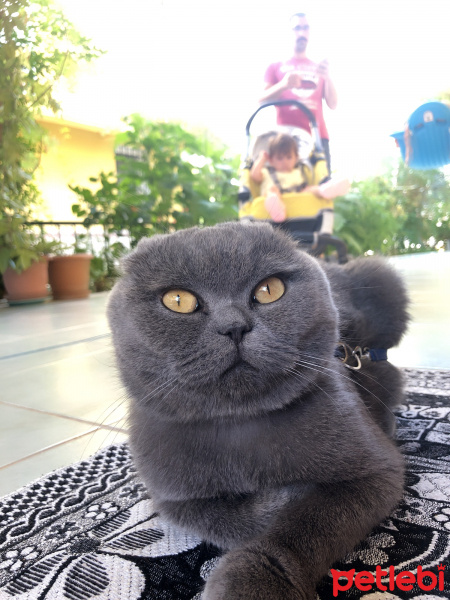 Scottish Fold, Kedi  Ruhi fotoğrafı