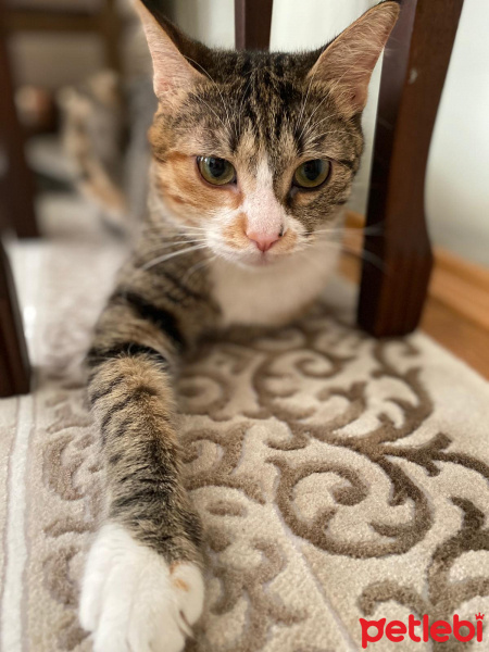 Tekir Kedi, Kedi  Mia fotoğrafı