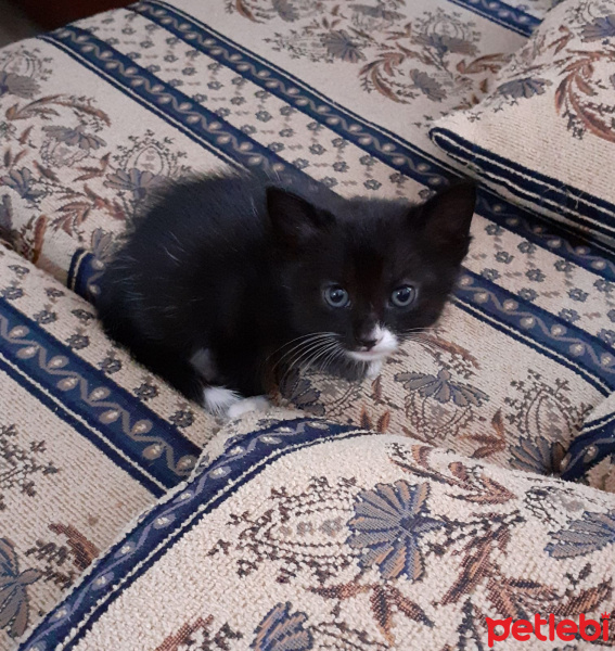 Tekir Kedi, Kedi  isimsiz fotoğrafı