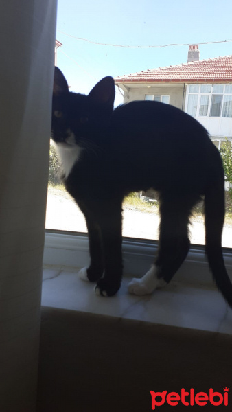 Tekir Kedi, Kedi  isimsiz fotoğrafı