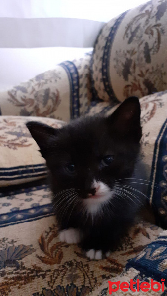 Tekir Kedi, Kedi  isimsiz fotoğrafı