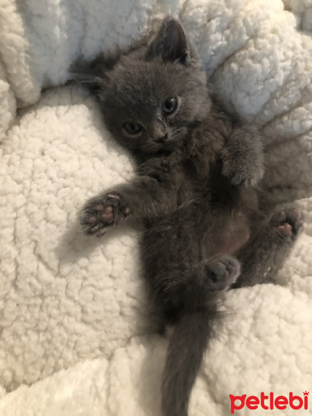 British Shorthair, Kedi  Sirius fotoğrafı