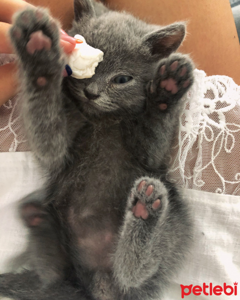 British Shorthair, Kedi  Sirius fotoğrafı