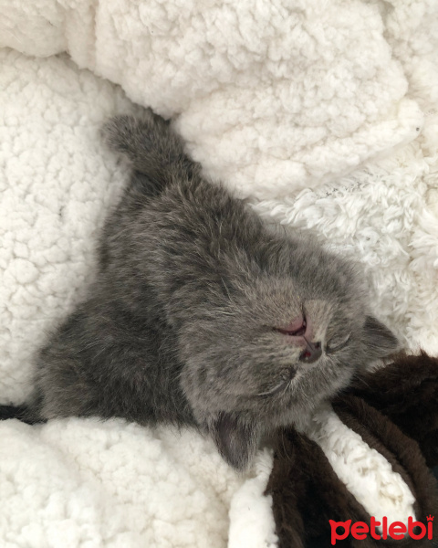 British Shorthair, Kedi  Sirius fotoğrafı