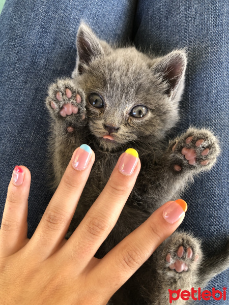 British Shorthair, Kedi  Sirius fotoğrafı