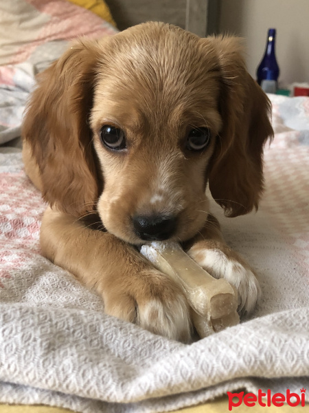 İngiliz Cocker Spaniel, Köpek  Puffy fotoğrafı