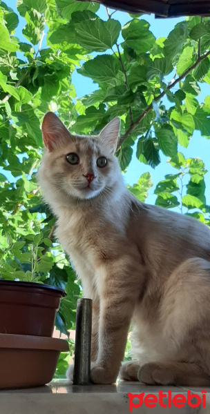 Tekir Kedi, Kedi  Bal fotoğrafı