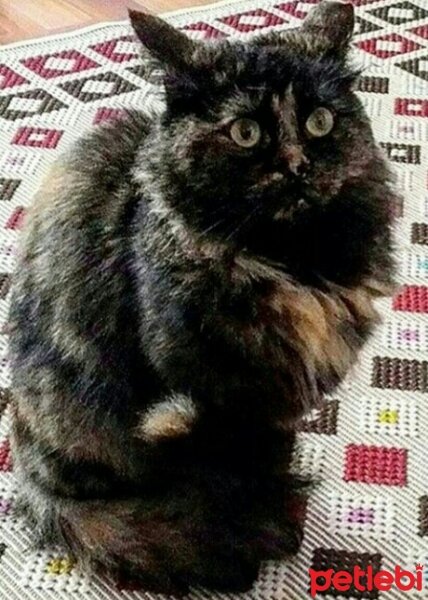 Tekir Kedi, Kedi  Mırmırr fotoğrafı