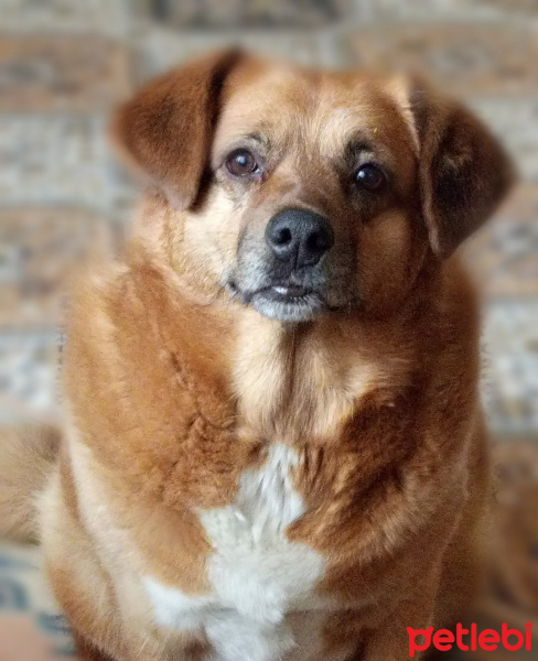 Sokö (Sokak Köpeği), Köpek  Bodur fotoğrafı