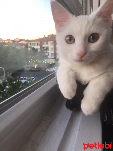 Van Kedisi, Kedi  luci fotoğrafı