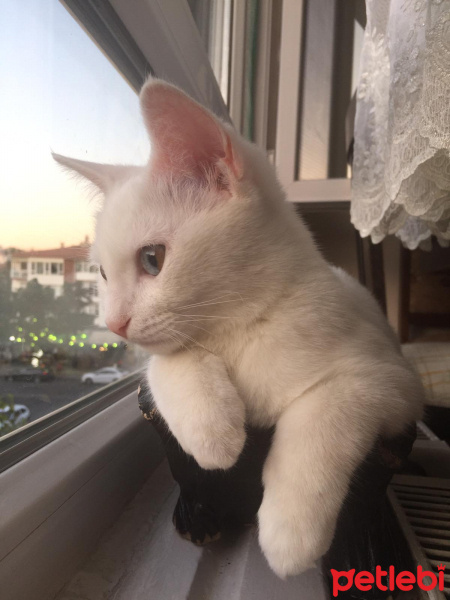 Van Kedisi, Kedi  luci fotoğrafı