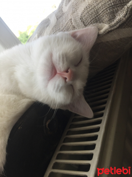 Van Kedisi, Kedi  luci fotoğrafı
