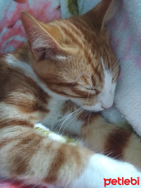 Sarman, Kedi  Hardal fotoğrafı