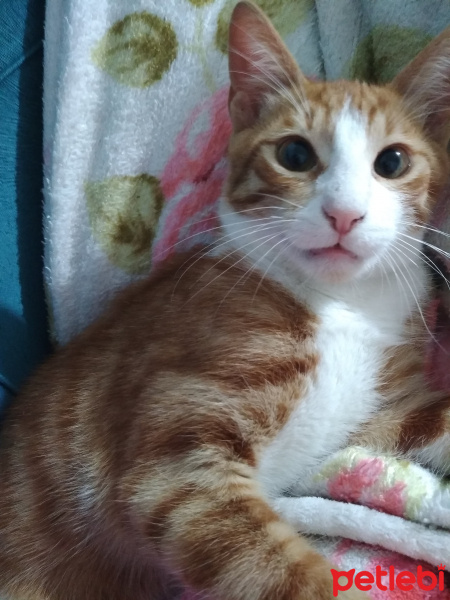 Sarman, Kedi  Hardal fotoğrafı