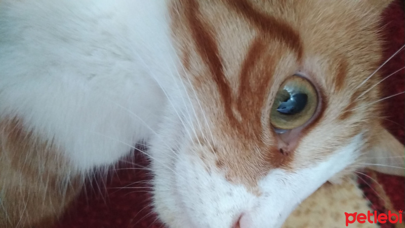 Sarman, Kedi  Hardal fotoğrafı