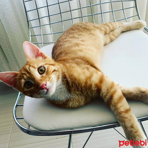 Tekir Kedi, Kedi  Paşa fotoğrafı