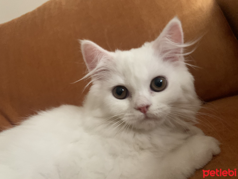 Chinchilla, Kedi  Peri fotoğrafı