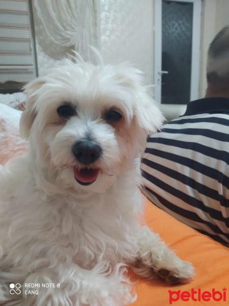 Maltese, Köpek  pıtır fotoğrafı