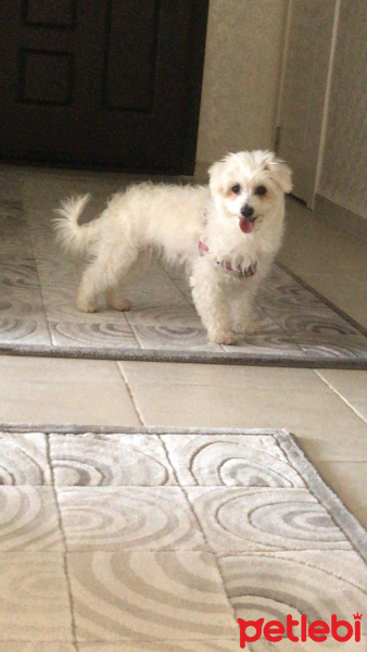 Maltese, Köpek  pıtır fotoğrafı