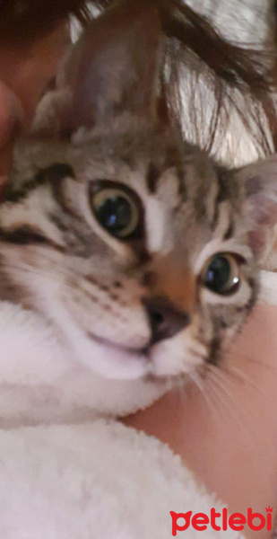 Bengal, Kedi  ceku fotoğrafı