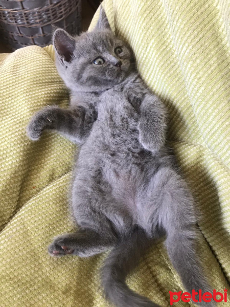 British Shorthair, Kedi  Luna fotoğrafı